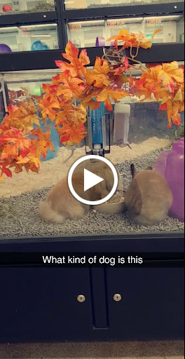 Pet Store «Super Pets», reviews and photos, 1807 E Chapman Ave, Orange, CA 92867, USA