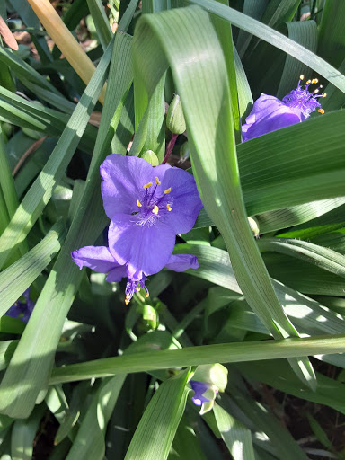 Museum «Queens County Farm Museum», reviews and photos, 73-50 Little Neck Pkwy, Queens, NY 11004, USA