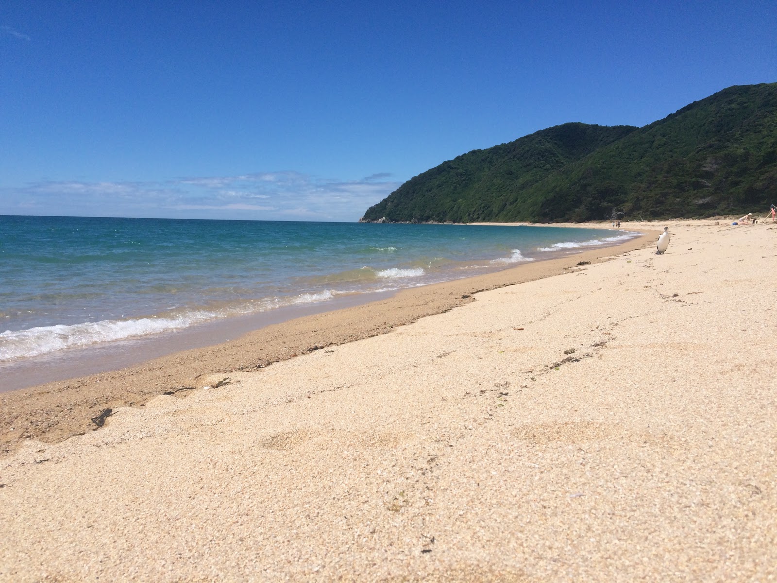 Zdjęcie Whariwharangi Beach dziki obszar
