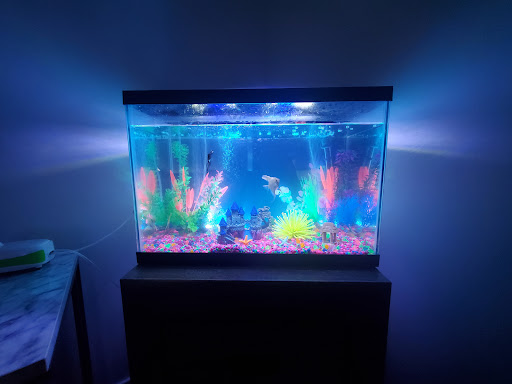 Pet Store «Purrfect Pets», reviews and photos, 1915 Mott Ave, Far Rockaway, NY 11691, USA