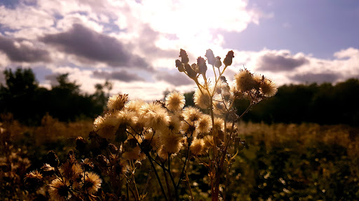 Howardian Local Nature Reserve