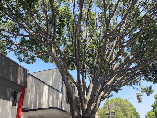 Auto Body Shop «Douglas Auto Body & Paint», reviews and photos, 2453 E Colorado Blvd, Pasadena, CA 91107, USA