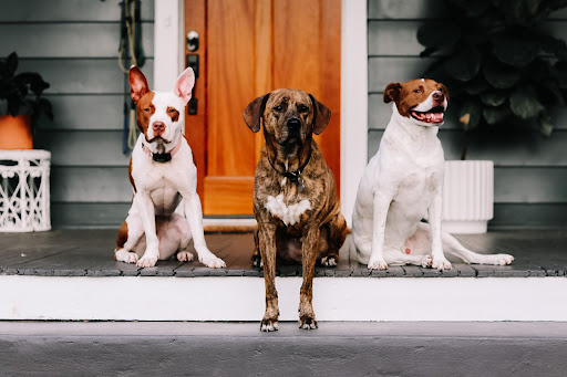 Red Beard Dog Training