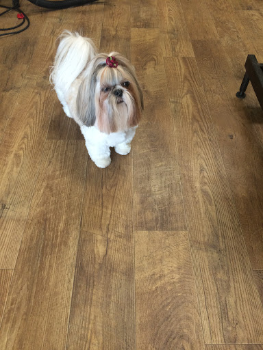 Bella's Pampered Pooch