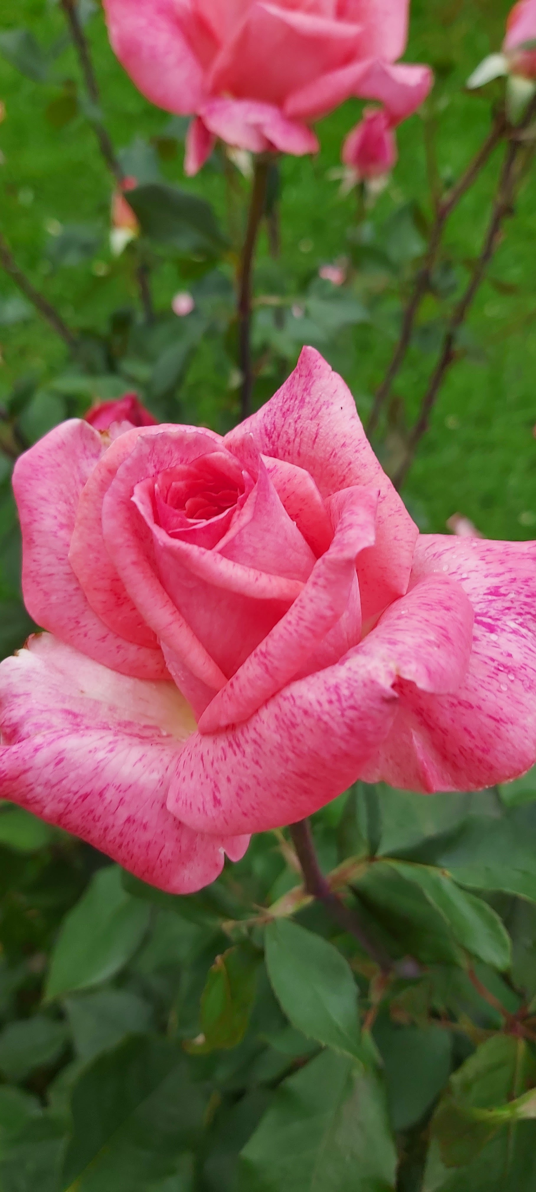 Photo n° 5 de l'avis de stephane.e fait le 26/05/2016 à 21:42