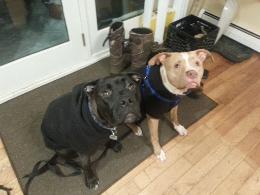 Pet Groomer «Animal Kingdom», reviews and photos, 3300 US-5, Derby, VT 05829, USA