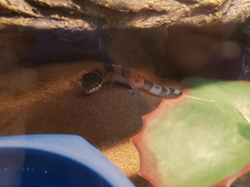 Pet Supply Store «Petco Animal Supplies», reviews and photos, 1320 E Lincoln Way p101, Sparks, NV 89434, USA