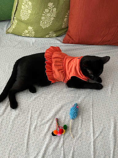 Pet Supply Store «Unleashed by Petco», reviews and photos, 905 W Foothill Blvd, Claremont, CA 91711, USA