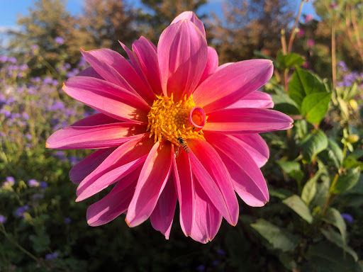 Farm «Manoff Market Gardens», reviews and photos, 3157 Comfort Rd, Solebury, PA 18963, USA