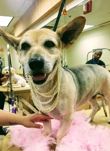 Pet Supply Store «PetSmart», reviews and photos, 2550 Cherry Ave, Signal Hill, CA 90755, USA