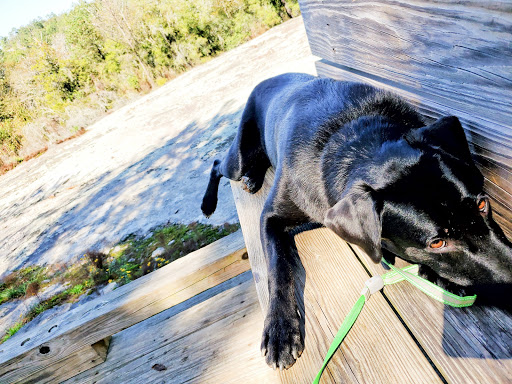 State Park «Panola Mountain State Park», reviews and photos, 2620 GA-155 N, Stockbridge, GA 30281, USA