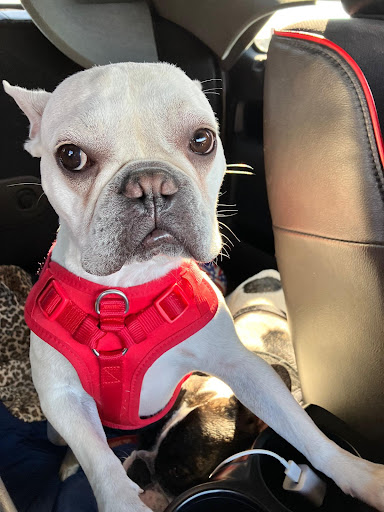 Insurance Agency «Crystal Martinez - State Farm Insurance Agent», reviews and photos