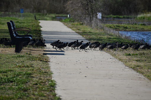 Nature Preserve «Cosumnes River Preserve», reviews and photos, 13501 Franklin Blvd, Galt, CA 95632, USA