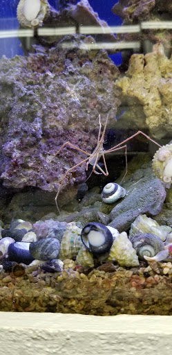 Tropical Fish Store «Stingray Bay», reviews and photos, 17800 E 9 Mile Rd, Eastpointe, MI 48021, USA