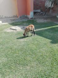 Recreo Campestre Las Alforjas