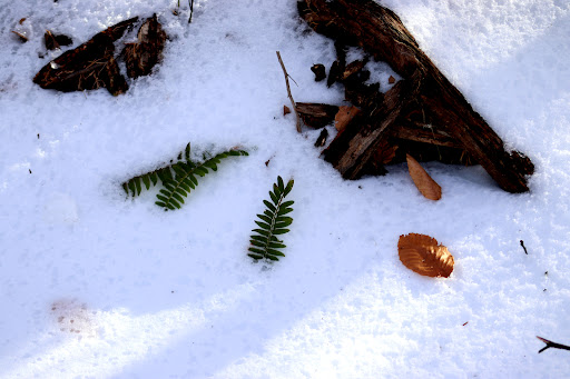 Nature Preserve «Piedmont Environmental Center», reviews and photos, 1220 Penny Rd, High Point, NC 27265, USA