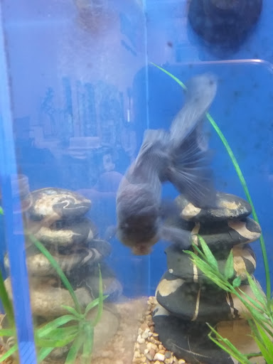 Pet Supply Store «PetSmart», reviews and photos, 2840 W Chandler Blvd, Chandler, AZ 85224, USA