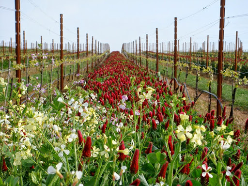 Winery «Benton-Lane Winery», reviews and photos, 23924 Territorial Rd, Monroe, OR 97456, USA