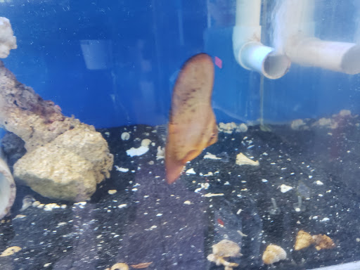 Tropical Fish Store «Coral Reef Aquariums», reviews and photos, 8416 N Armenia Ave, Tampa, FL 33604, USA