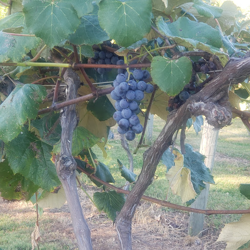 Winery «Belgian Horse Winery», reviews and photos, 7200 W County Rd 625 N, Middletown, IN 47356, USA