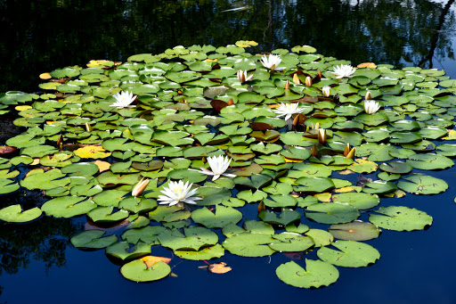 Nature Preserve «Black Run Preserve», reviews and photos, Kettle Run Rd, Evesham Township, NJ 08053, USA