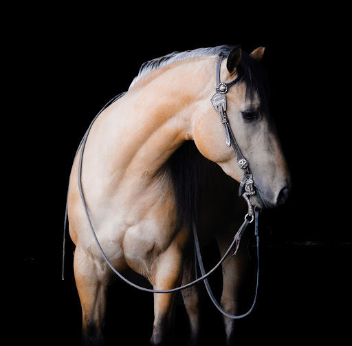 Westwinds Mobile Veterinary Services image