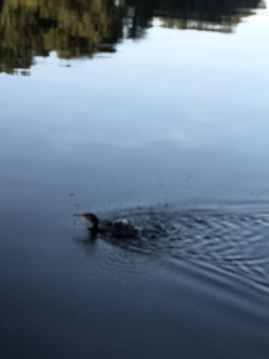 Park «Gilbert Park», reviews and photos, 310 S Tremain St, Mt Dora, FL 32757, USA