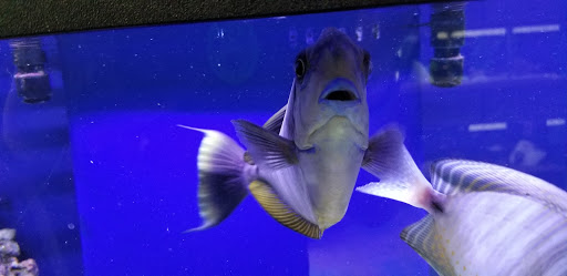 Tropical Fish Store «Glass Aquatics», reviews and photos, 542 W Harwood Rd, Hurst, TX 76054, USA