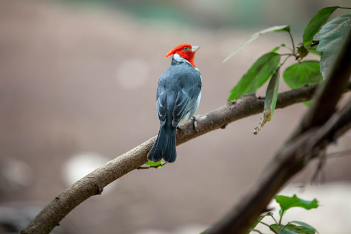 Zoo «Capron Park Zoo», reviews and photos, 201 County St, Attleboro, MA 02703, USA