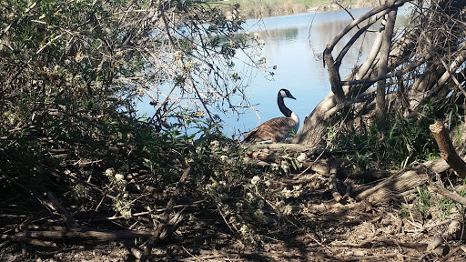 Golf Course «Balboa Golf Course», reviews and photos, 16821 Burbank Blvd, Encino, CA 91436, USA