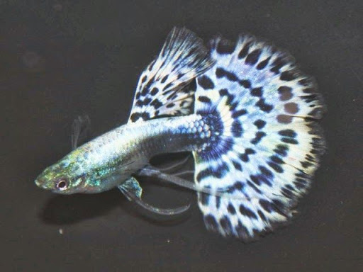 Pet Supply Store «Milwaukee Aquatics», reviews and photos, 3946 S Howell Ave, Milwaukee, WI 53207, USA