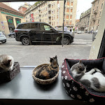 Photo n°6 de l'avis de Lucrezia.e fait le 13/09/2022 à 21:10 sur le  Crazy Cat Café à Milan