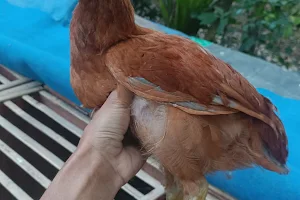 Jual Ayam Kampung Anakan Ayam DOC Kebumen Mbah Pang image