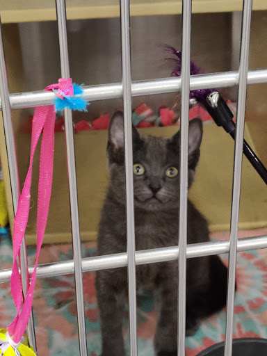 Pet Supply Store «PetSmart», reviews and photos, 13000 Aurora Ave N, Seattle, WA 98133, USA