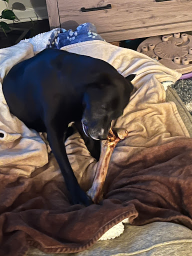 Pet Supply Store «Two Bostons», reviews and photos, 2523 W 75th St, Naperville, IL 60540, USA