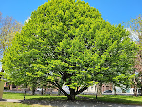 L'Arbre du Fun