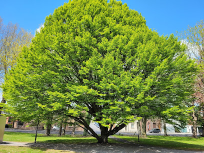 L'Arbre du Fun