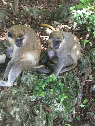 Travel Agency «VIP Vacations Inc», reviews and photos, 3243 Easton Ave, Bethlehem, PA 18020, USA