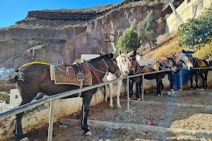 Santorini Donkey image