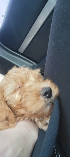 Pet Store «Dream Puppys», reviews and photos, 1461 Westgate Pkwy, Dothan, AL 36303, USA