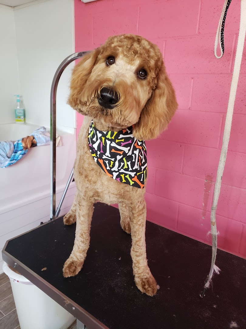 Tlc dog grooming