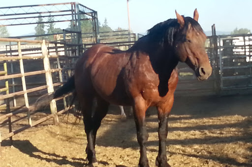 Rodeo «Molalla Buckeroo Association», reviews and photos, 815 Shirley St, Molalla, OR 97038, USA