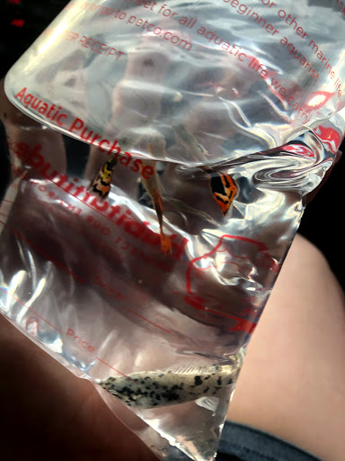 Pet Supply Store «Petco Animal Supplies», reviews and photos, 921 Harley Strickland Blvd, Orange City, FL 32763, USA