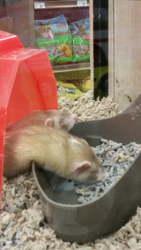 Pet Supply Store «Petco», reviews and photos, 1851 Sunrise Hwy, Bay Shore, NY 11706, USA