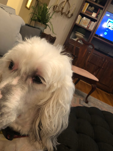 Pet Groomer «Pampered Pets», reviews and photos, 3018 Airport Blvd, Mobile, AL 36606, USA