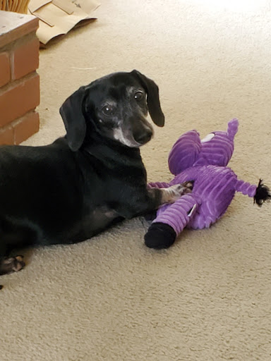 1 Love Dog Rescue image