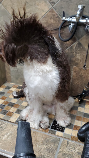 Pet Store «Pet Valu», reviews and photos, 666 Commack Rd, Commack, NY 11725, USA