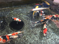 Genki Nishikigoi, Inc. - Photo 9 - Car repair in San Jose, CA, San Jose