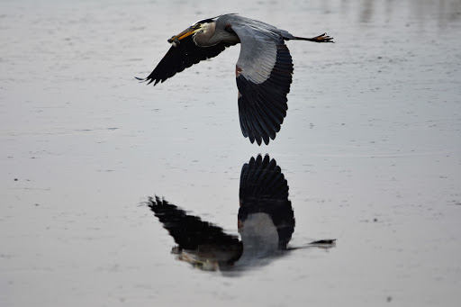 National Reserve «Montezuma National Wildlife Refuge», reviews and photos, 3395 US-20, Seneca Falls, NY 13148, USA