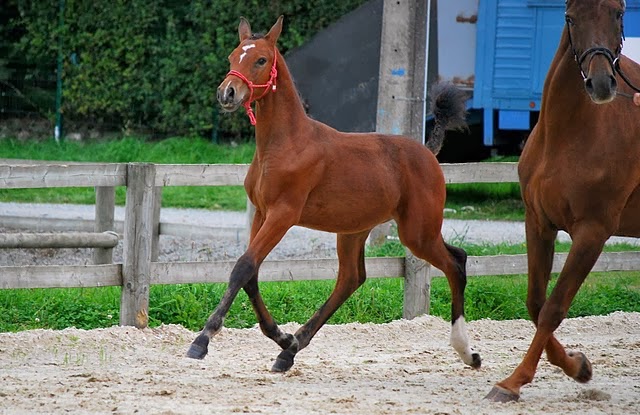 Opinii despre Vétérinaire Bulteau Stéphane în Bastenaken - Dierenarts